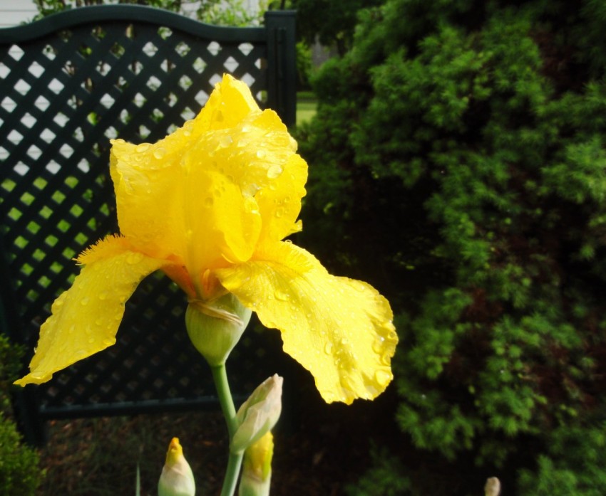 GotMyReservations Yellow Iris
