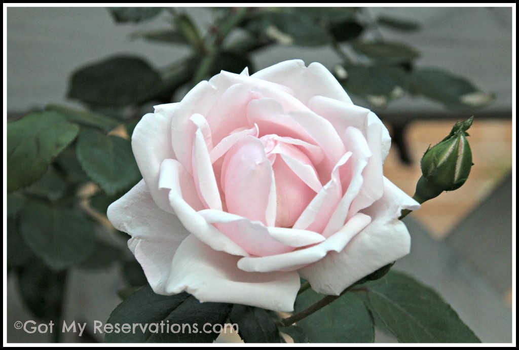 Got My Reservations - New Dawn Rose