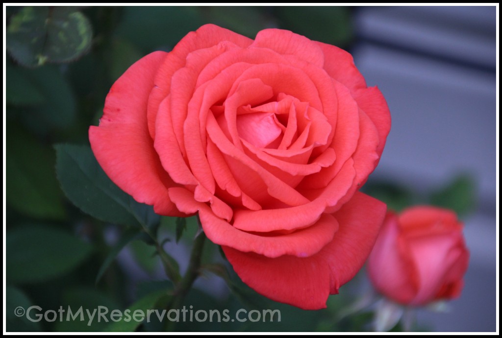 Got My Reservations - Tropicana Rose