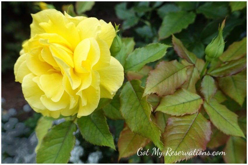 GotMyReservations Yellow Rose
