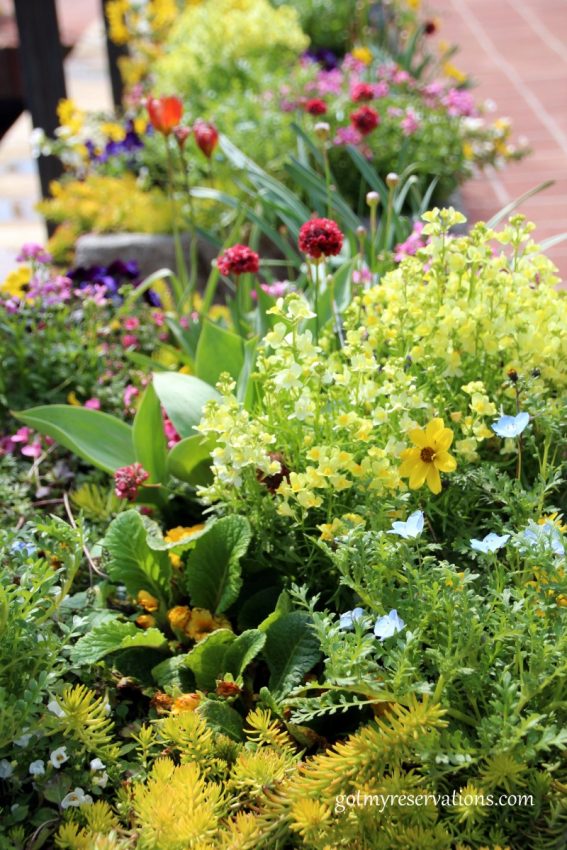 The entryway planters are full of spring plantings in shades of yellow.