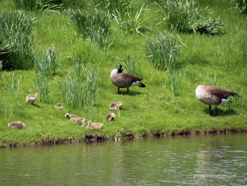 The geese on Daffodil Island are tending their new families.